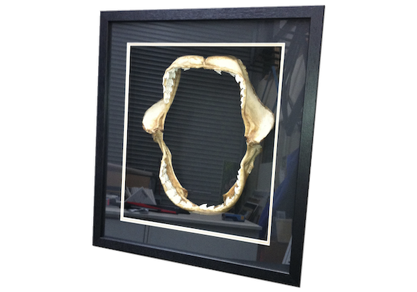 Framed Shark Jaws